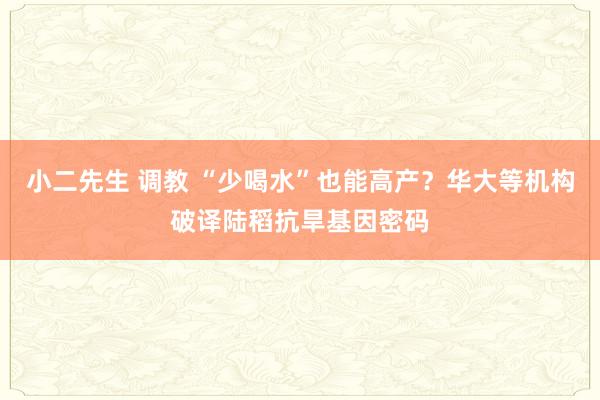 小二先生 调教 “少喝水”也能高产？华大等机构破译陆稻抗旱基因密码